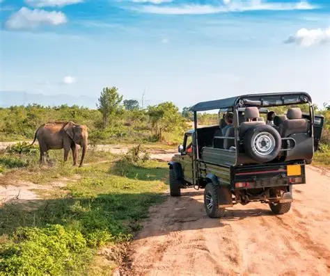 Safari jeep approaching a wild elephant on a forest trail